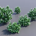 Five Green Leafy Shrubs For Garden Landscape Decoration And Design 3d model