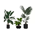 Indoor Decorative Potted Plants With Large Green Leaves And Black Pots