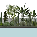Diverse Succulent Plants Including Cacti Round Shapes And Green Leaves By Pool With Water Reflection