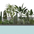 Cactus combination succulent plant cactus ball 3d model