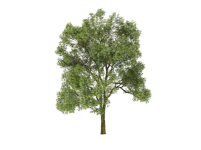Arbor With Lush Green Foliage And Tall Brown Trunk In View 3d model