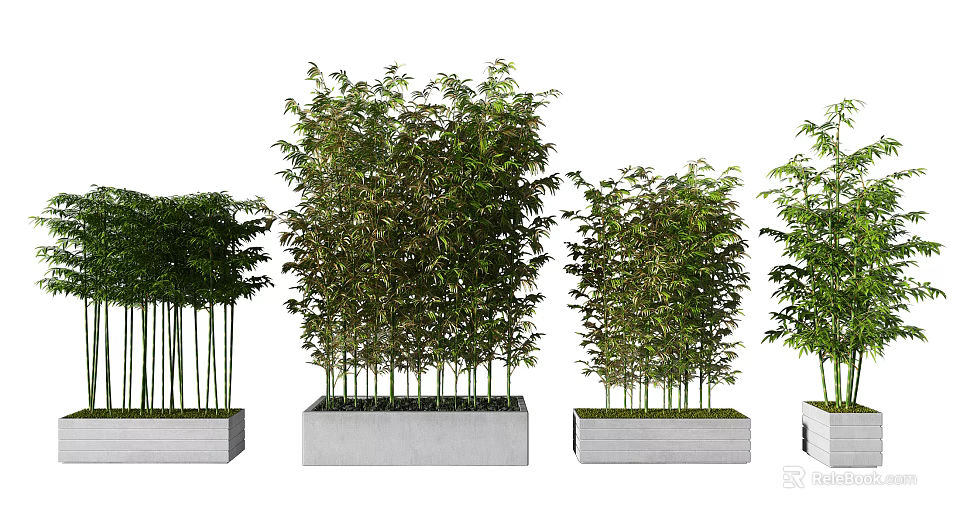 Bamboo Plants in Square Planters with Lush Green Foliage and Varying Heights 3d model 