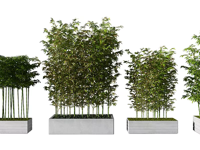 Bamboo Plants in Square Planters with Lush Green Foliage and Varying Heights 3d model
