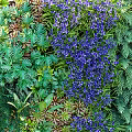 Vibrant Living Plant Wall With Diverse Green Plants Colorful Flowers And Natural Foliage