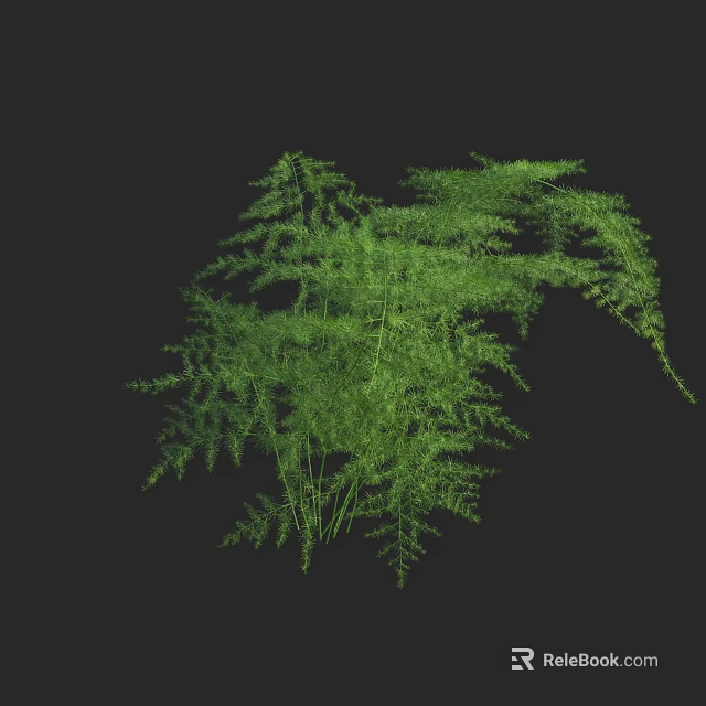 Vibrant Lush Green Fern Plant With Elegant Fronds Against Black Background 3d model 
