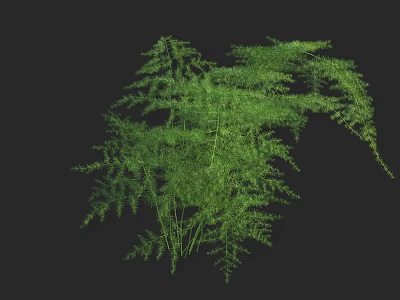 Vibrant Lush Green Fern Plant With Elegant Fronds Against Black Background 3d model