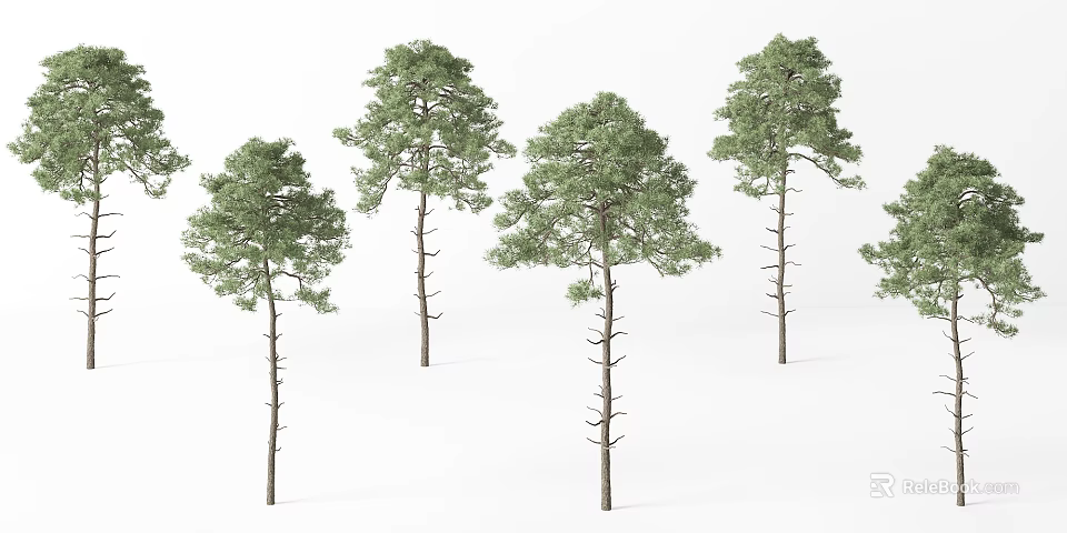 Tall Arbor Trees With Green Foliage And Slender Trunks On White Background 3d model