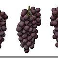 Fresh Juicy Purple Grapes Three Bunches Perfectly Arranged on White Background