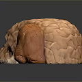 Detailed Human Brain Anatomical Model With Cerebral Cortex And Cerebellum Structure