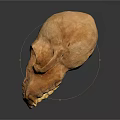 Detailed Ape Skull Sculpture with Realistic Facial Features and Natural Texture