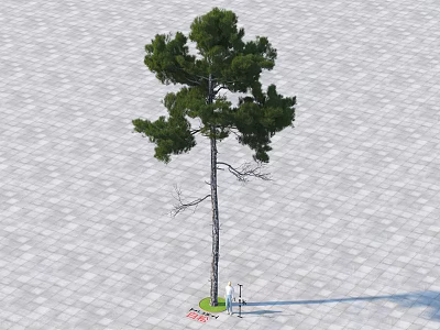 Tall Arbor Tree With Green Foliage Standing On Paved Ground And Person Nearby 3d model