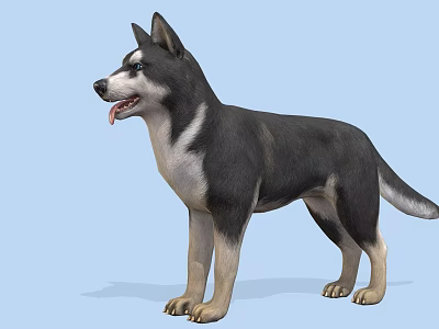 3D Animated Dog Character For Game Movie With Black White Fur Standing Pose 3d model