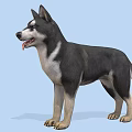3D Animated Dog Character For Game Movie With Black White Fur Standing Pose