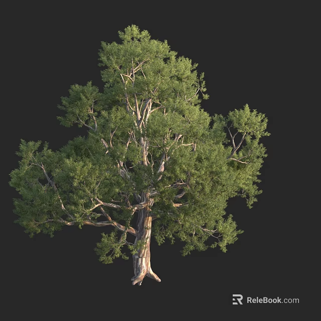 Tall Arbor With Lush Green Foliage And Thick Trunk In Isolated View 3d model 