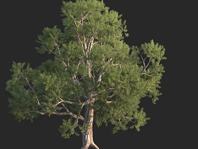 Tall Arbor With Lush Green Foliage And Thick Trunk In Isolated View 3d model