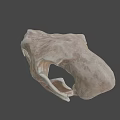 Natural Animal Skull With Detailed Bone Structure And Isolated Dark Background