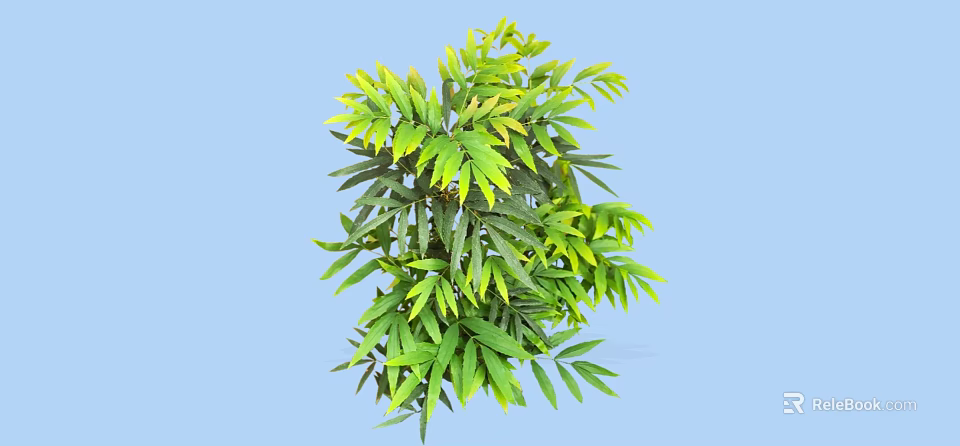 Ornamental Shrub Featuring Lush Green Leaves With Yellow Tips And Dense Foliage Growth 3d model 