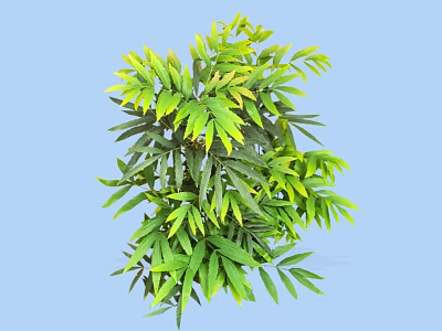 Ornamental Shrub Featuring Lush Green Leaves With Yellow Tips And Dense Foliage Growth 3d model