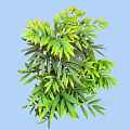 Ornamental Shrub Featuring Lush Green Leaves With Yellow Tips And Dense Foliage Growth