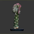 Unique Cactus Plant with Fan Shaped Pink Edged Leaves in Blue Pot