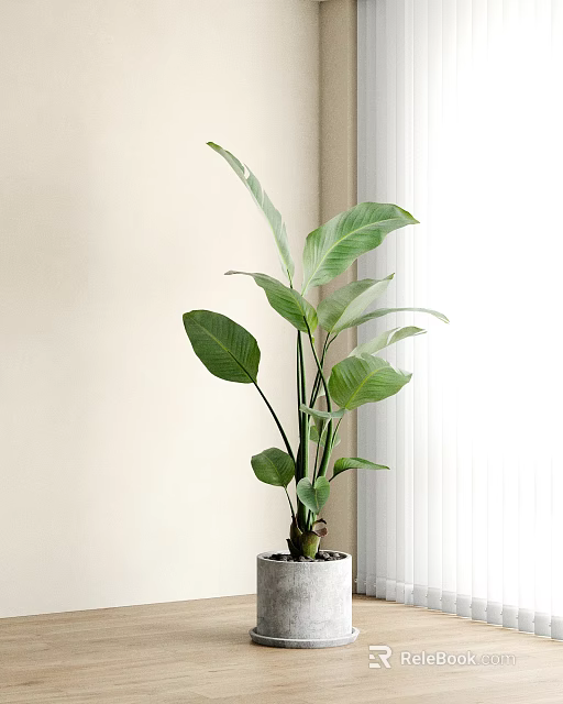 Potted Green Plant with Large Green Leaves Placed in Corner of Wall Beside White Curtains 3d model 