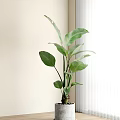 Potted Green Plant with Large Green Leaves Placed in Corner of Wall Beside White Curtains