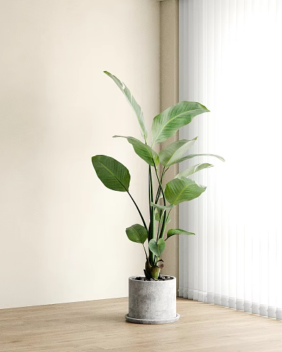Potted Green Plant with Large Green Leaves Placed in Corner of Wall Beside White Curtains 3d model