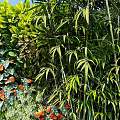 Living Plant Wall Featuring Diverse Green Foliage Orange Flowers And Vibrant Leaves