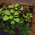 Vibrant Lush Garden Decor With Green And Red Leaves In Natural Wooden Frame