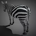 Detailed Realistic Zebra With Bold Black And White Stripes Standing On Neutral Gray Background