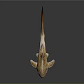 Spotted Shark Featuring Light Brown White Dorsal Fins Tail Fin On Dark Background With Reflection