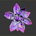 Succulent Plant with Pink Purple Gradient Petals and White Veins on Dark Background