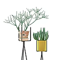 Bonsai Plants On Black Tripod Stands With Terracotta And Gold Planters And Green Foliage