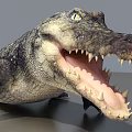 Aquatic Animal Crocodile With Open Mouth Standing Beside Zebra On Gray Background