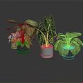 Various Indoor Plants With Green And White Striped Leaves On Black Surface With Reflections