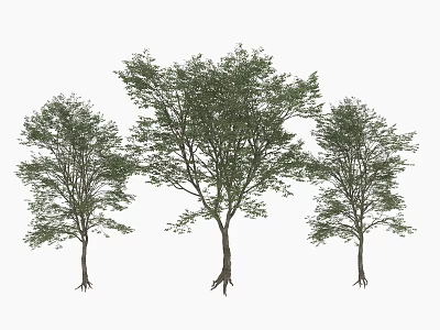 Arbor Trees in Three Sizes with Lush Foliage and Exposed Roots 3d model