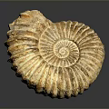 Chi chrysanthemum stone ancient fossil stone chrysanthemum fossil items 3d model