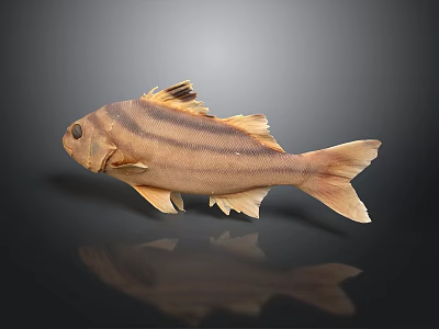 Striped Brown Fish with Yellow Fins and Tail Swimming on Dark Background with Reflection 3d model