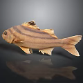 Striped Brown Fish with Yellow Fins and Tail Swimming on Dark Background with Reflection