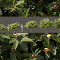 deciduous tree fructus fructus garden landscape shrub flower tree tree pond cluster group sketch 3d model
