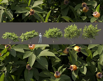 deciduous tree fructus garden landscape shrub flower tree pond cluster group sketch 3d model