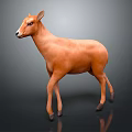 Orange Brown Antelope Standing In Grey Gradient Background With Shiny Reflective Floor 3d model