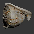 Brown And White Conch Shell With Spiky Edges And Textured Surface On Dark Background