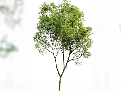 Tall Arbor Tree With Lush Green Leaves And Slender Trunk In Natural Growth 3d model