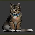 Tabby Cat With Blue Collar Red Bell And White Paws On Black Shiny Surface