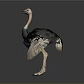Realistic Ostrich With Long Neck Black Feathers White Wings And Tail In Standing Posture
