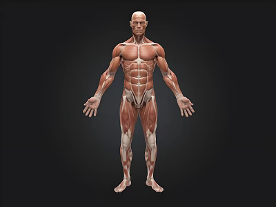 Detailed 3D Human Muscle Anatomy Model Showing Male Figure Structure 3d model