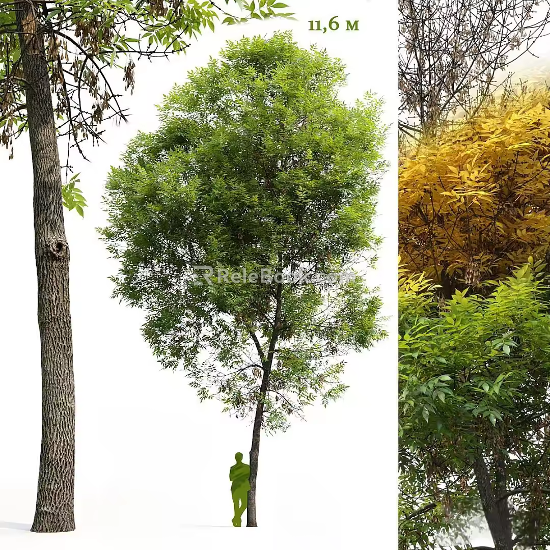 Modern Landscape Trees Road Trees Street Trees Ash Trees Oak Trees Big Trees 3d model