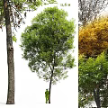 Modern Landscape Trees Road Trees Street Trees Ash Trees Oak Trees Big Trees 3d model