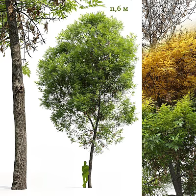 Lush Arbor Featuring Textured Trunk Dense Green Foliage and Vibrant Yellow Leaves 3d model